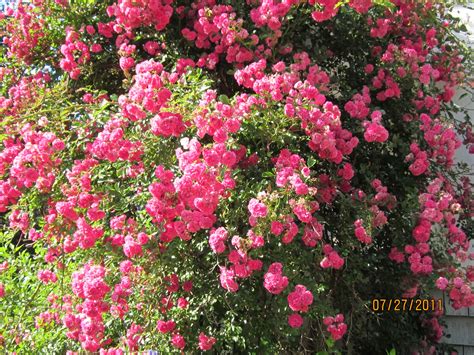 heirloom climbing roses|old fashioned pink climbing rose.